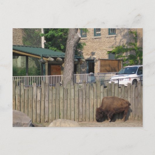 Carte Postale buffle (Devant)