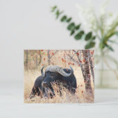 Carte Postale buffle (Debout devant)