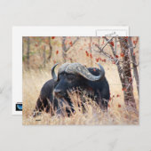 Carte Postale buffle (Devant / Derrière)