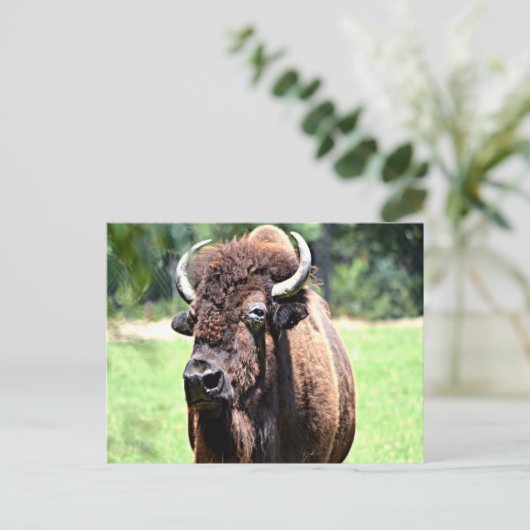 Carte Postale Buffle (bison) (Debout devant)