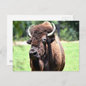 Carte Postale Buffle (bison) (Devant / Derrière)