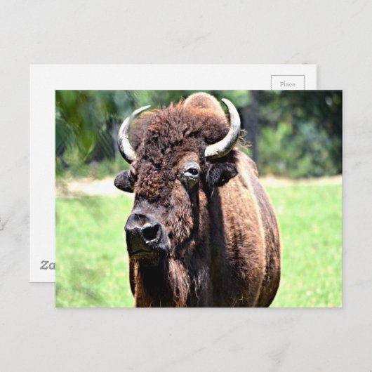 Carte Postale Buffle (bison) (Devant / Derrière)