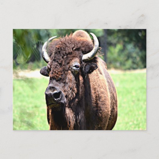 Carte Postale Buffle (bison) (Devant)