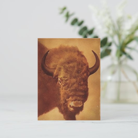 Carte Postale Buffle / Bison (Debout devant)