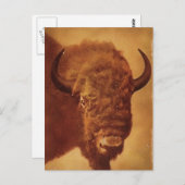 Carte Postale Buffle / Bison (Devant / Derrière)