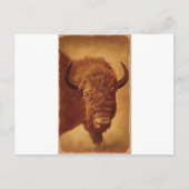 Carte Postale Buffle / Bison (Devant)