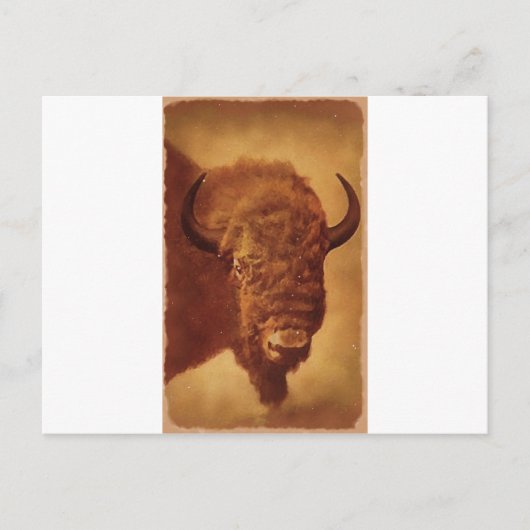 Carte Postale Buffle / Bison (Devant)