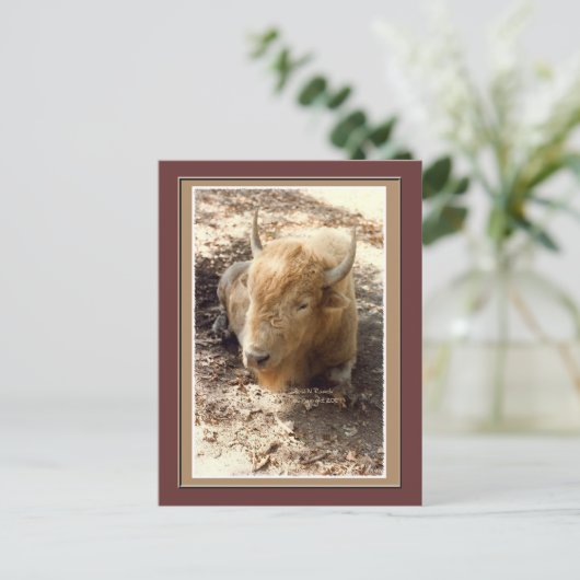 Carte Postale Buffle blanc (Debout devant)
