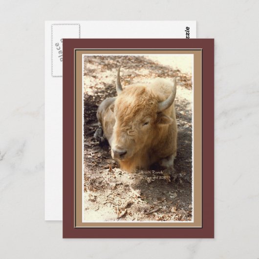 Carte Postale Buffle blanc (Devant / Derrière)