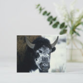 Carte Postale Buffle couvert de neige (Debout devant)