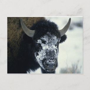 Carte Postale Buffle couvert de neige