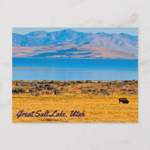 Carte Postale Buffle de pâturage, Grand lac de sel, Utah