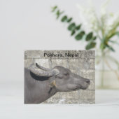 Carte Postale Buffle d'eau (Debout devant)