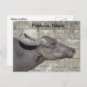 Carte Postale Buffle d'eau (Devant / Derrière)