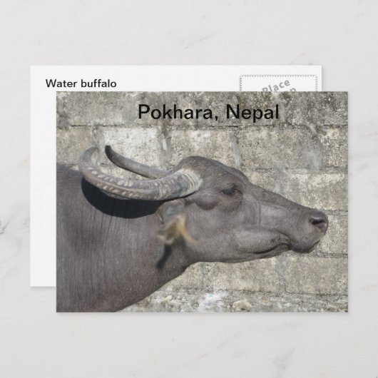 Carte Postale Buffle d'eau (Devant / Derrière)