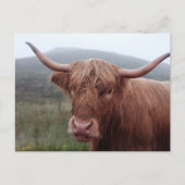 Carte Postale Buffle d'eau Brown en Duirinish, Royaume-Uni (Devant)