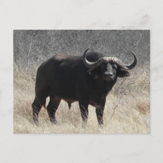 Carte Postale Buffle En Afrique Du Sud (Devant)
