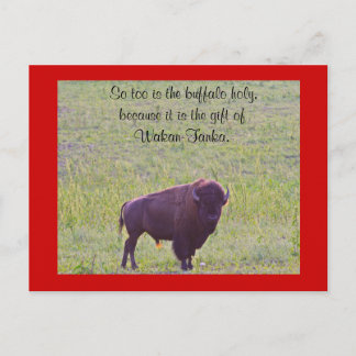 Carte Postale Buffle sur les terres de Lakota