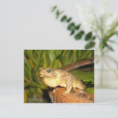 Carte Postale bufo la grenouille (Debout devant)