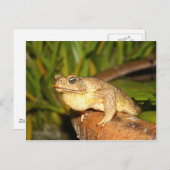 Carte Postale bufo la grenouille (Devant / Derrière)