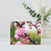 Carte Postale Bufs en fleurs de cerisier rose (Debout devant)