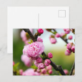 Carte Postale Bufs en fleurs de cerisier rose (Devant / Derrière)