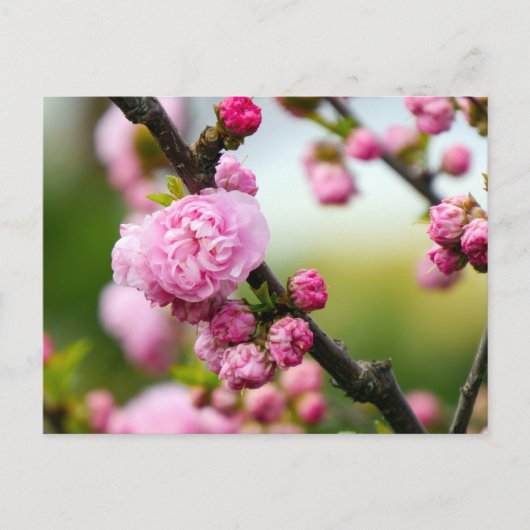 Carte Postale Bufs en fleurs de cerisier rose (Devant)