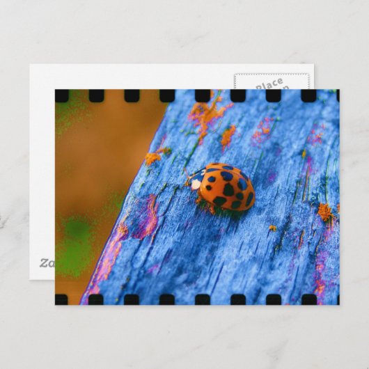 Carte Postale Bug couleur fou (Devant / Derrière)