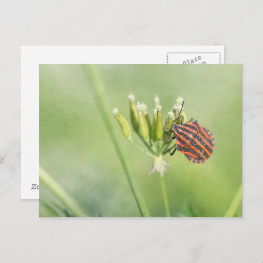 Carte Postale Bug rouge - Une Bouteille supplémentaire ne fait p (Devant / Derrière)
