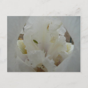 Carte Postale Bug unique sur une fleur Iris