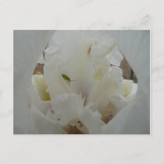Carte Postale Bug unique sur une fleur Iris (Devant)