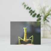 Carte Postale Bug You (Debout devant)