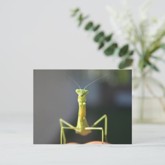 Carte Postale Bug You (Debout devant)