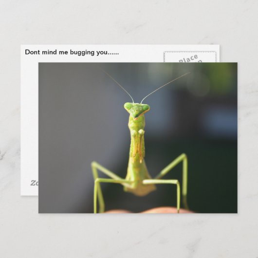 Carte Postale Bug You (Devant / Derrière)