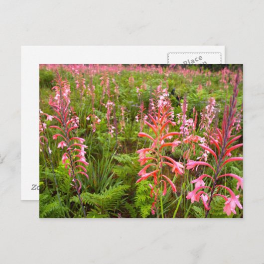 Carte Postale Bugle Lily (Watsonia) Fleur, Cap Est (Devant / Derrière)