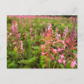 Carte Postale Bugle Lily (Watsonia) Fleur, Cap Est (Devant)