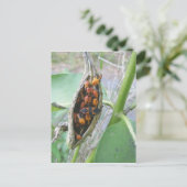 Carte postale Bugs Milkweed (Debout devant)
