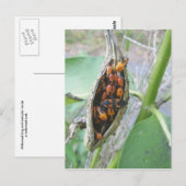 Carte postale Bugs Milkweed (Devant / Derrière)