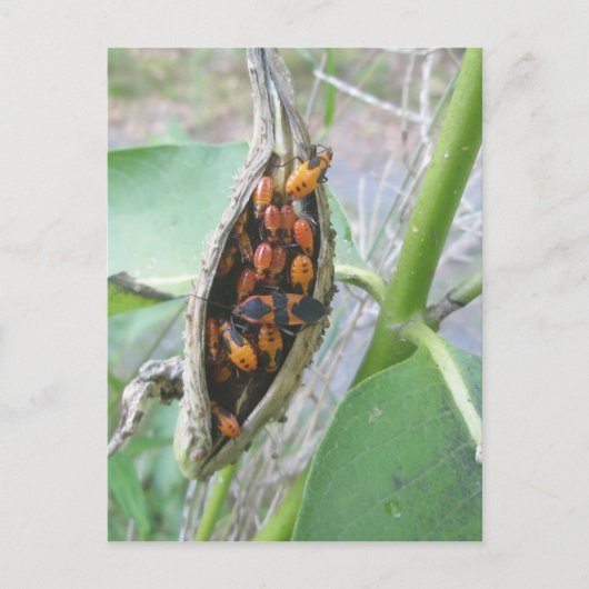 Carte postale Bugs Milkweed (Devant)