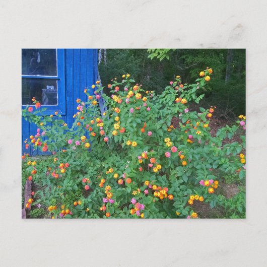 Carte Postale Buisson de lantana (Devant)