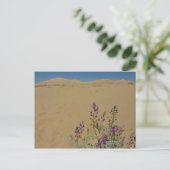 Carte Postale Buisson d'indigo du Mojave et dunes de Kelso (Debout devant)