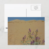 Carte Postale Buisson d'indigo du Mojave et dunes de Kelso (Devant / Derrière)
