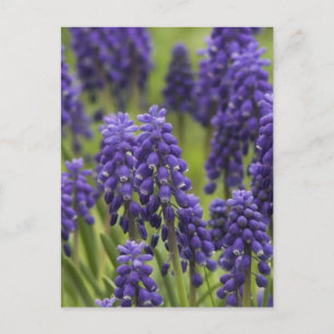 Carte postale Bulbes d'Hyacinthe de raisin