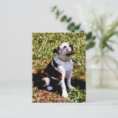 Carte Postale Buldog assis avec la bouche ouverte (Debout devant)