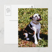 Carte Postale Buldog assis avec la bouche ouverte (Devant / Derrière)