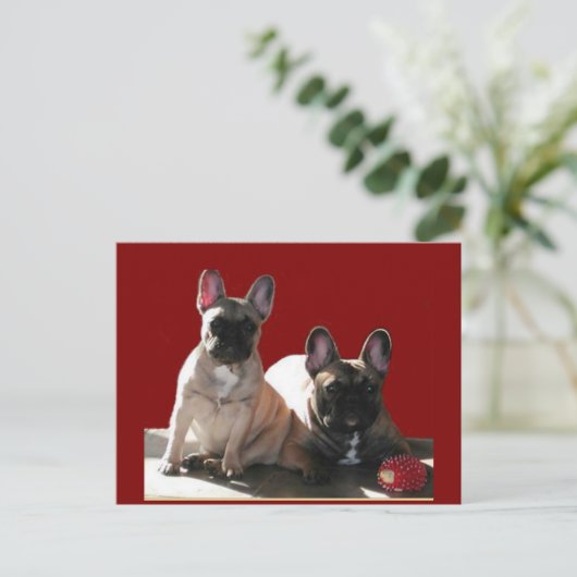 Carte Postale Buldogen Flo et Fips (Debout devant)