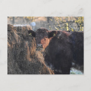 Carte Postale Bull