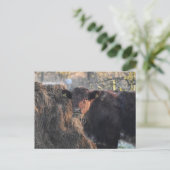 Carte Postale Bull (Debout devant)