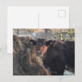Carte Postale Bull (Devant / Derrière)