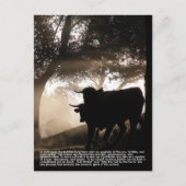 Carte Postale Bull (Devant)